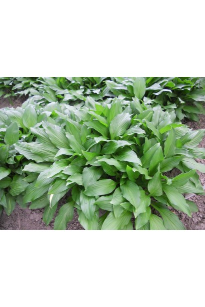 Hosta lancifolia опис
